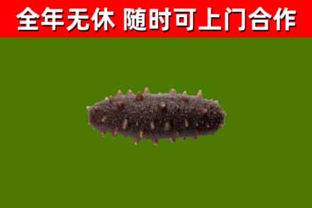 汤原县烟酒回收干海参.jpg